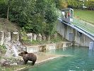 Bärenpark Bern - Die Bären interessieren sich nicht für das neue Ding